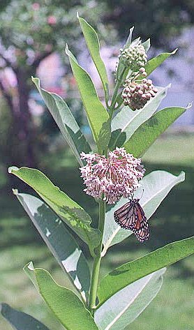 Common Milkweed with a monarch butterfly