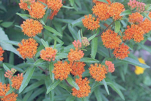 Butterflyweed
around the house.