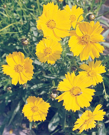 Lance leaved coreopsis