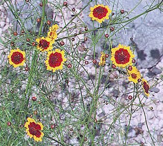 Garden Coreopsis