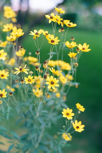 Tall Coreopsis