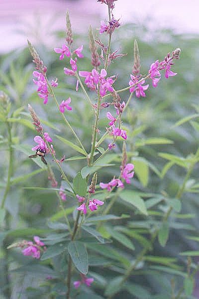 Showy Tick Trefoil in the back yard.