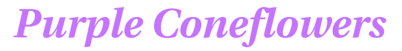 Purple Coneflowers