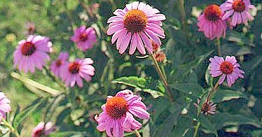 Purple Coneflower