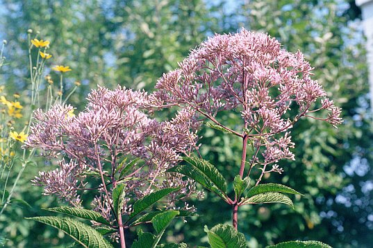 Spotted Joe Pye Weed