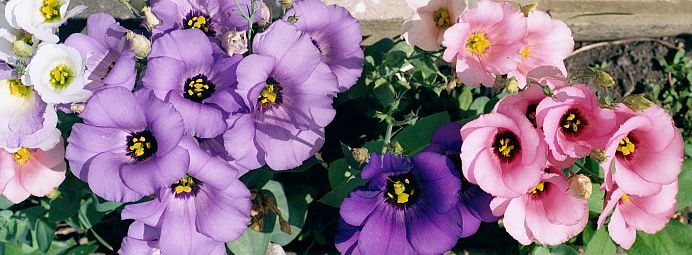 Heidi Hybrid Lisianthus