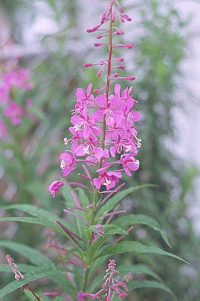 Fireweed in
   the back yard in Chicago.
