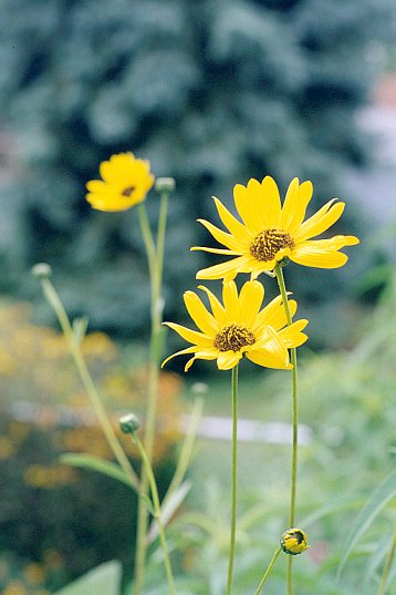 Photo of Showy sunflower