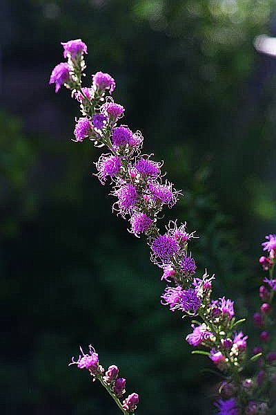 Rough Blazing Star