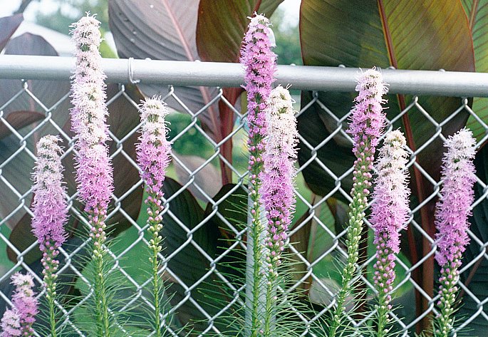 Prairie Blazing Star