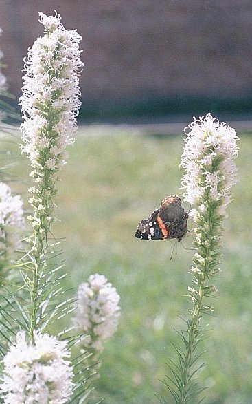 Liatris scariosa 