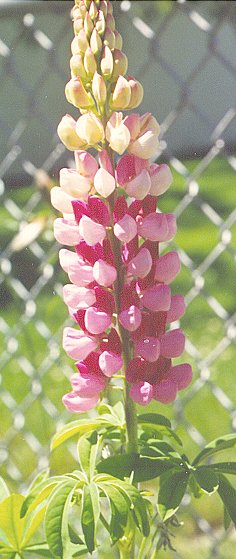 A Russell Lupine