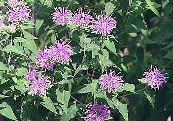 Wild Bergamot