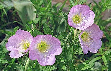 Showy Evening Primrose