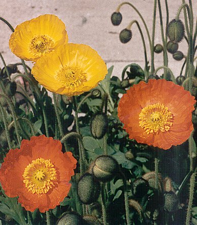 Photo of Iceland poppies.