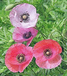 Photo of Mother of Pearl Poppies.