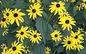 Rudbeckia