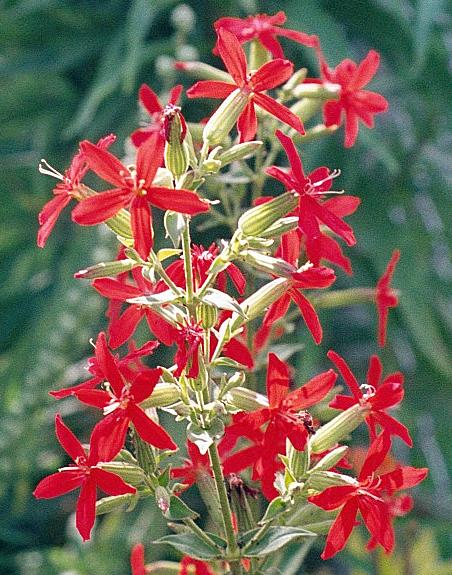 Royal Catchfly