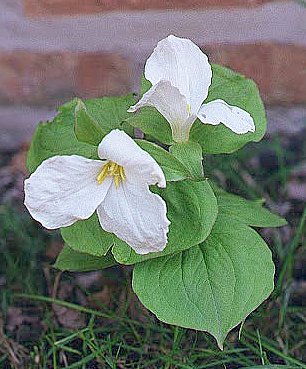 Large Flowered Trillium