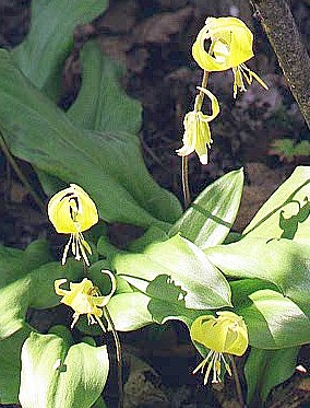 Trout Lily