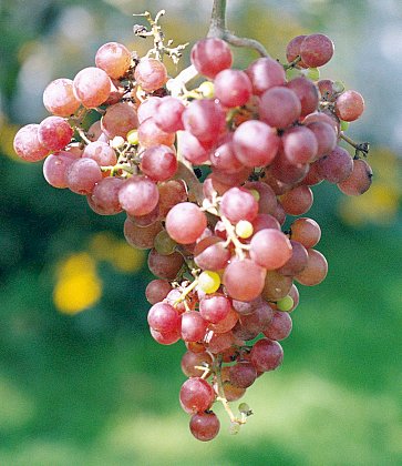 Reliance seedless grapes.